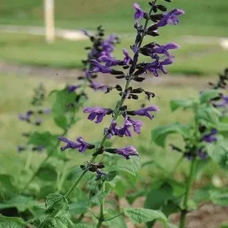 thumbnail for publication: Salvia guarantica x gesneraeflor 'Purple Majesty' 'Purple Majesty' Sage, 'Purple Majesty' Salvia